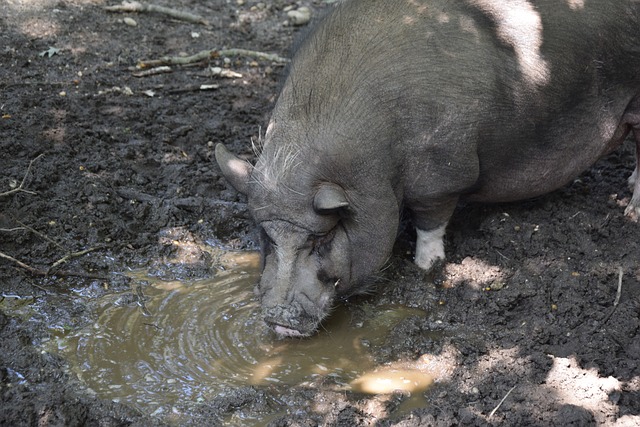 本赛季文班缺阵时马刺战绩为7胜2负，而上赛季则为13胜23负